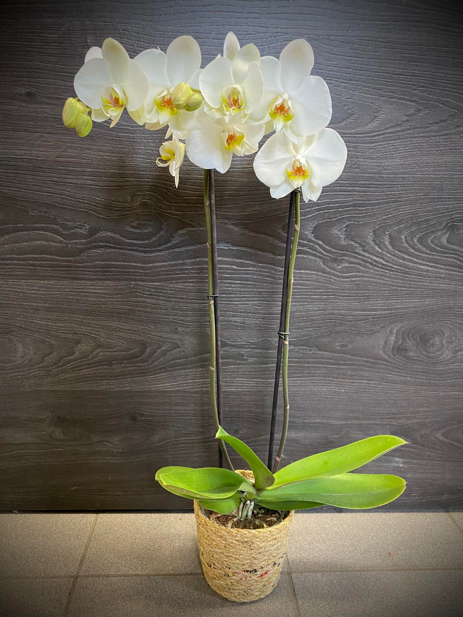 Orchidée