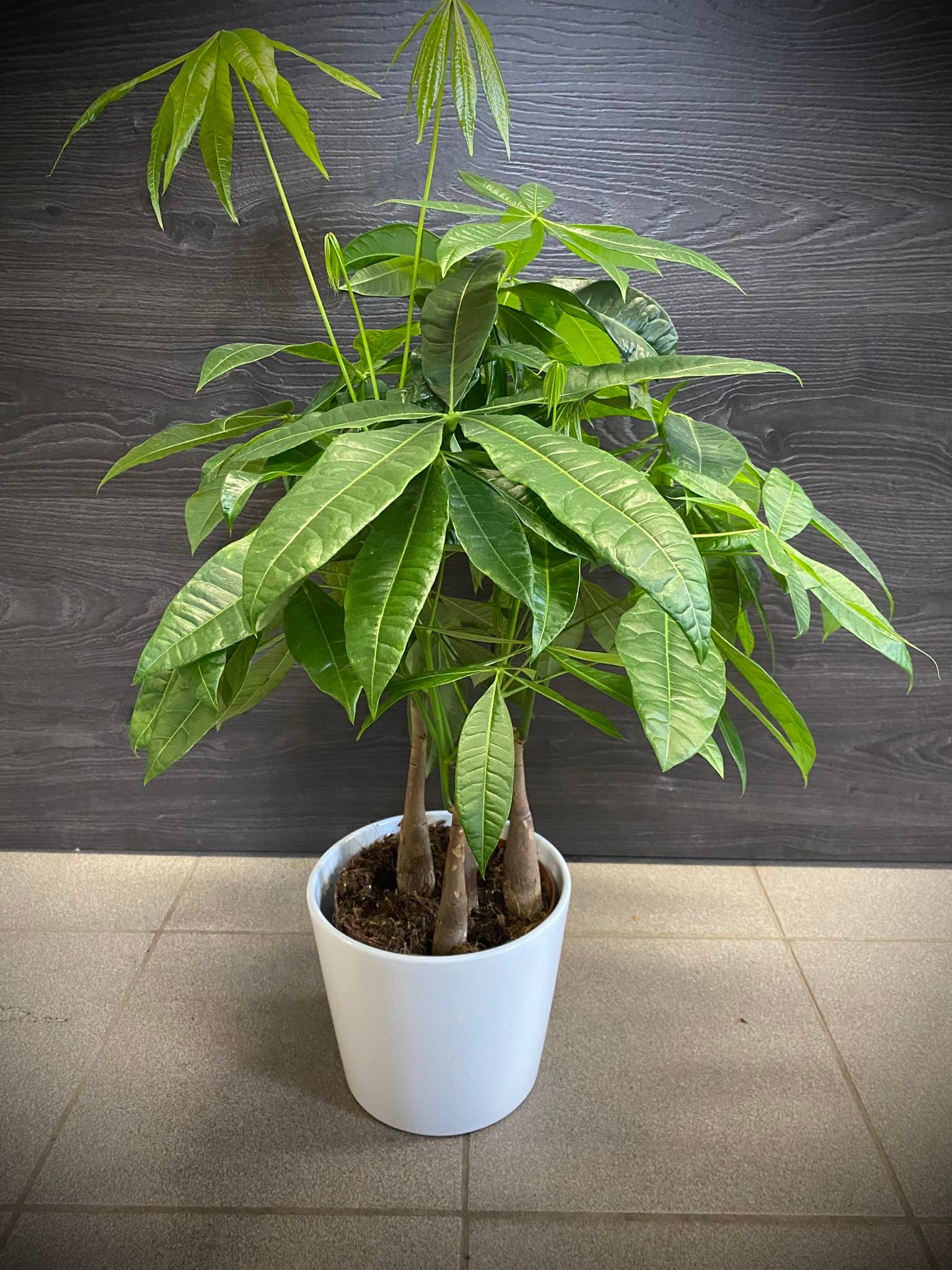 Plante verte