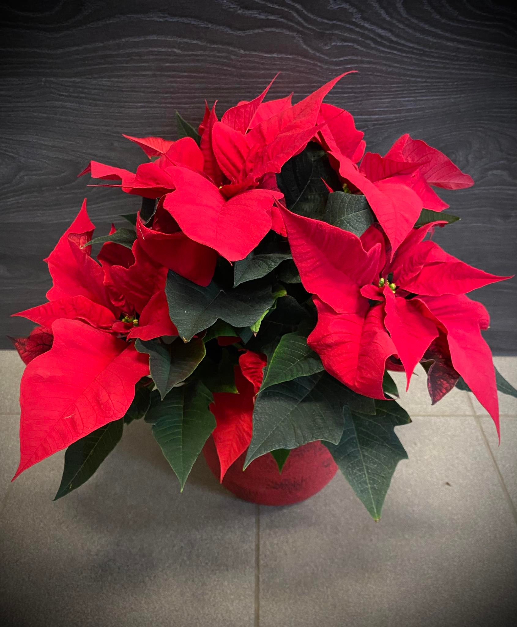 Rose de Noël avec pot